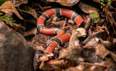 transando com cobra|Dia do sexo: conheça a (intensa) vida sexual das cobras